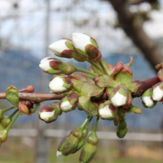 さくらんぼ蕾開花直前