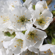 さくらんぼの花